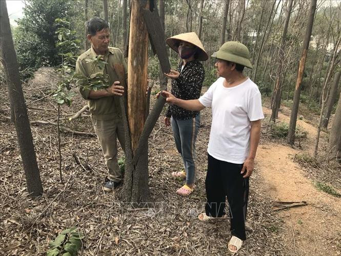 Gần 1 ha rừng trồng ở TP Chí Linh bị chết vì khô nóng 